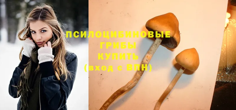 что такое   Билибино  Галлюциногенные грибы Magic Shrooms 